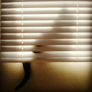 Blinds that are Cat Proof