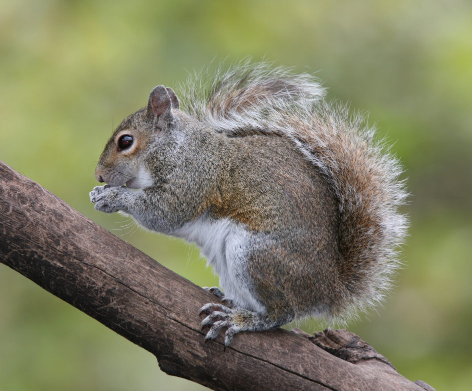 What Eats Squirrels, Where Squirrels Sleep, and More! - Alicia's Online