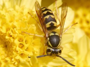 What eats wasps
