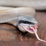 A snake eating a mouse