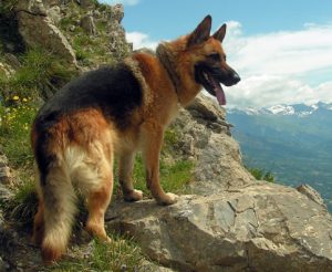 Best Dog Food for German Shepherds
