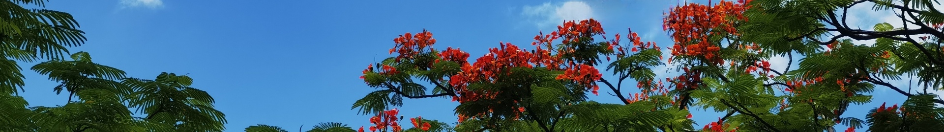 凤凰花开（4-8月）