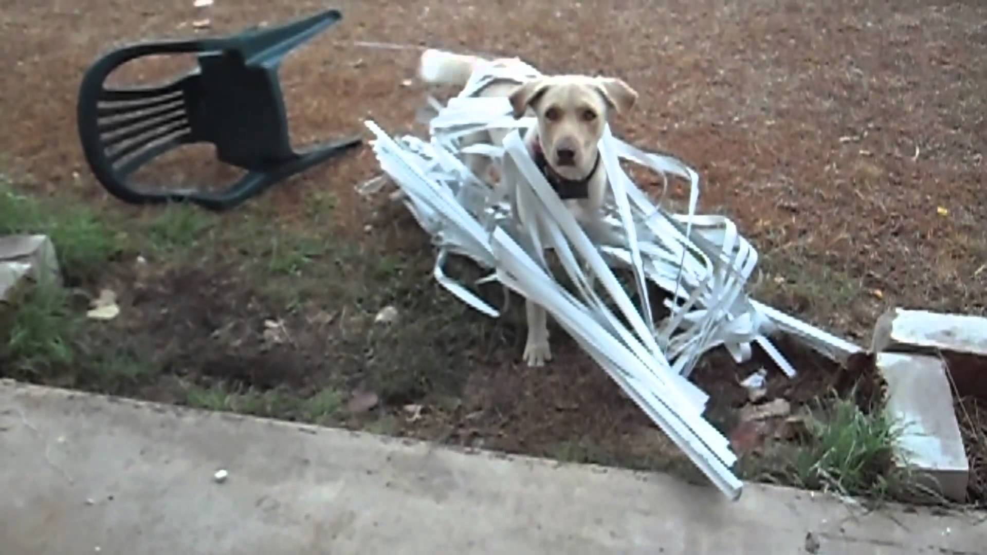 Cat and Dog Proof Blinds - Keep Them Pet Proof!