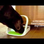 Dog Proof Cat Feeding Station