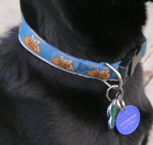 Dog Collars basic and designer