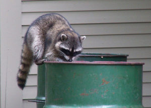 How to trap a raccoon