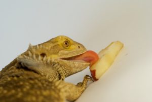 What do bearded dragons eat