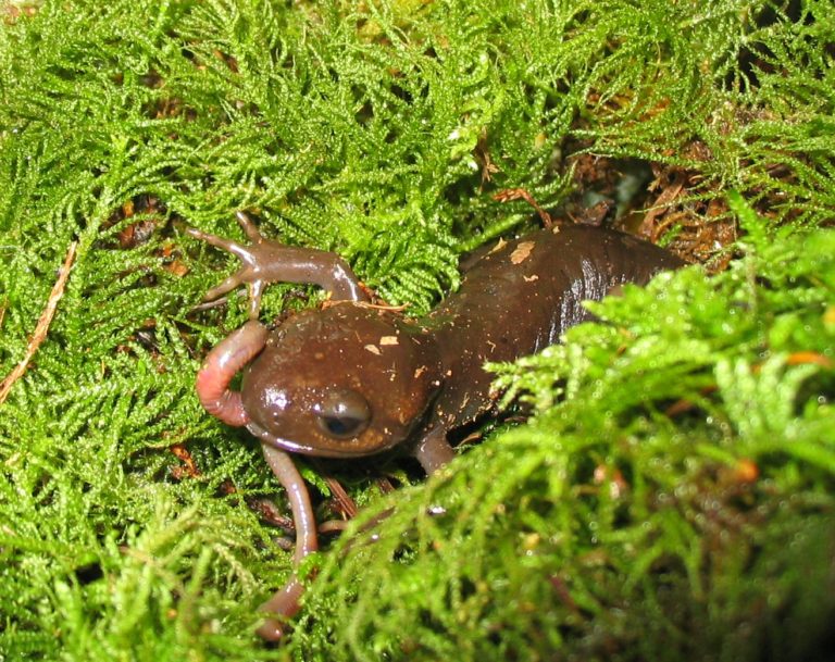 What Salamanders Eat as Pets and in the Wild Alicia's Online