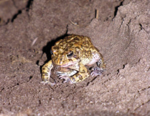 what do toads eat