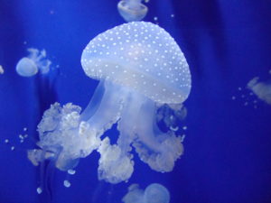 what eats jellyfish
