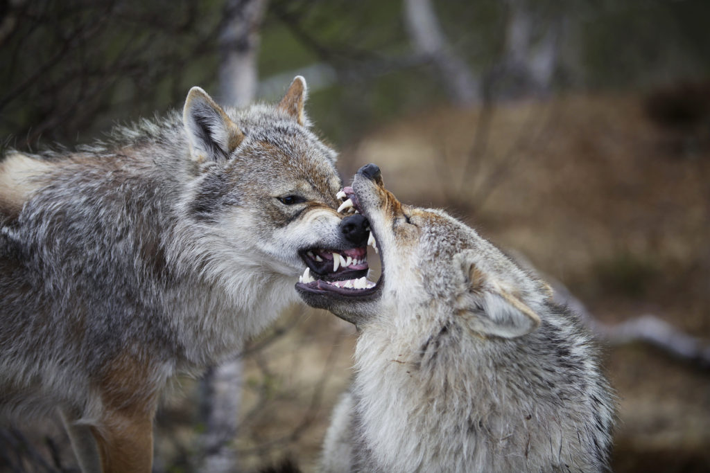 Predators of Wolves