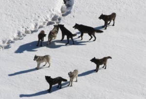 Pack of Wolves Ready to Hunt