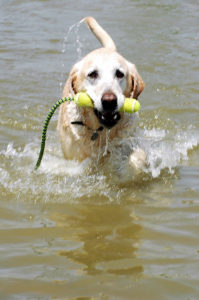 best dog toys for labs